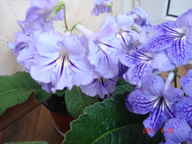 Dolche & Gabanna.JPG