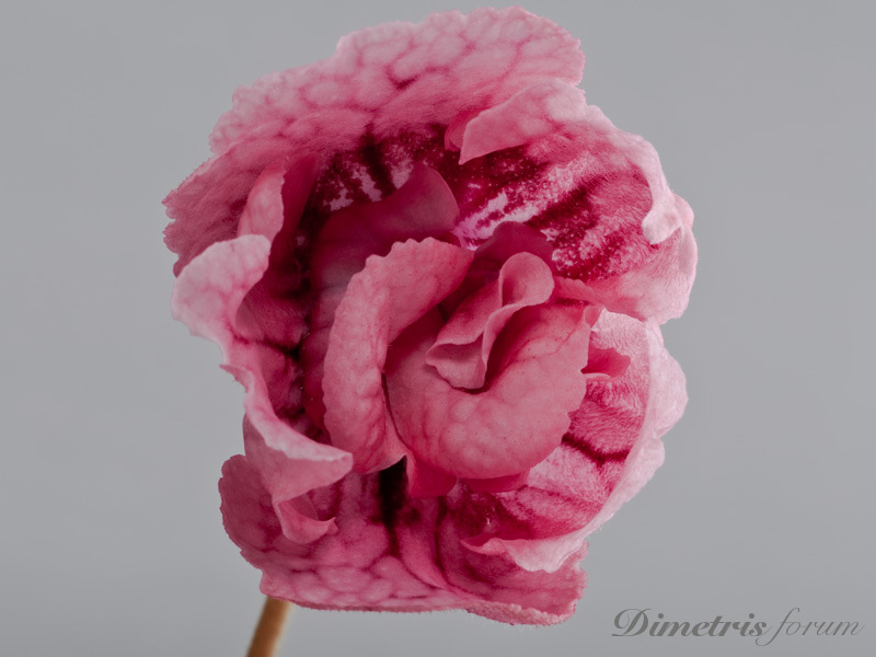 DS--369-н.jpg