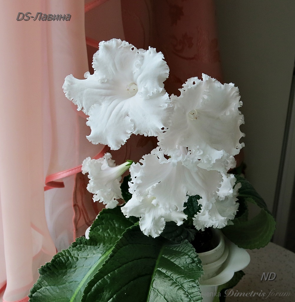 DS-Лавина.JPG