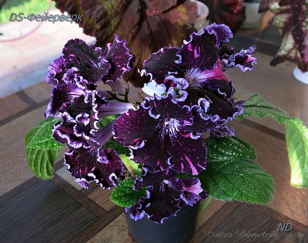 DS-Фейерверк 5.JPG