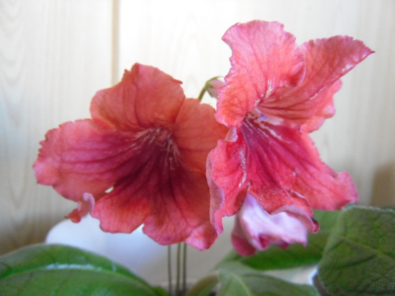 DS-Женская Логика-2.jpg