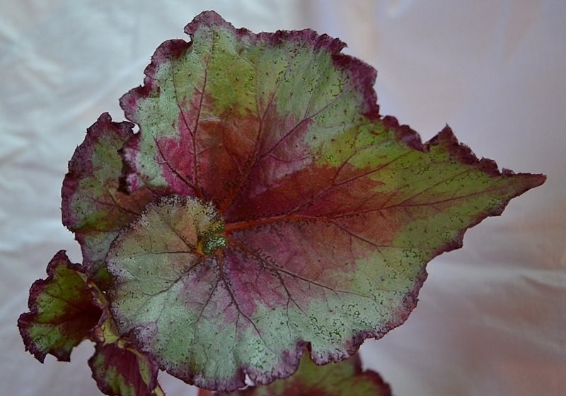 DS-Бегония Оч Странник - лист.JPG