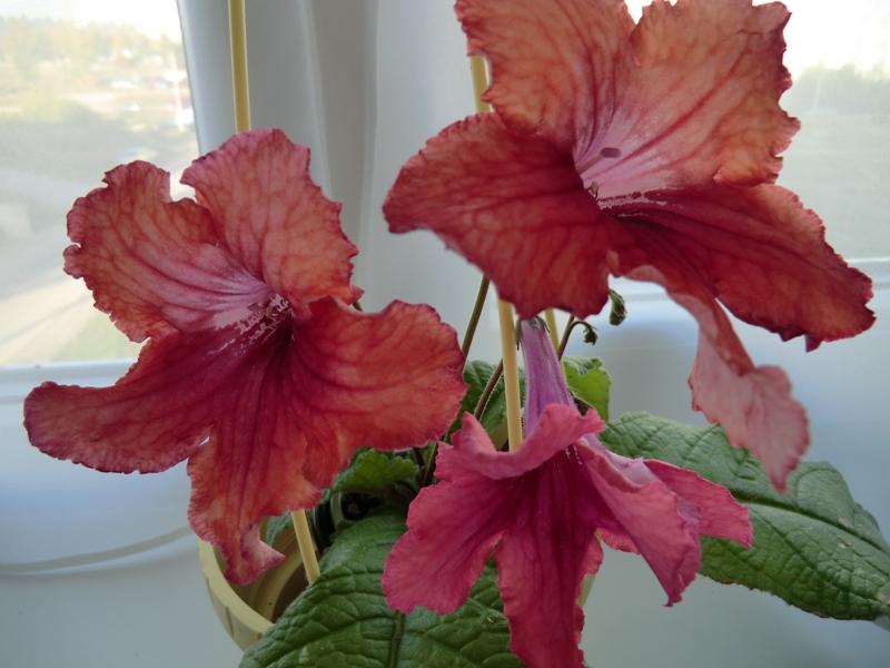 DS-Женская Логика (цветы молодые и старые).JPG