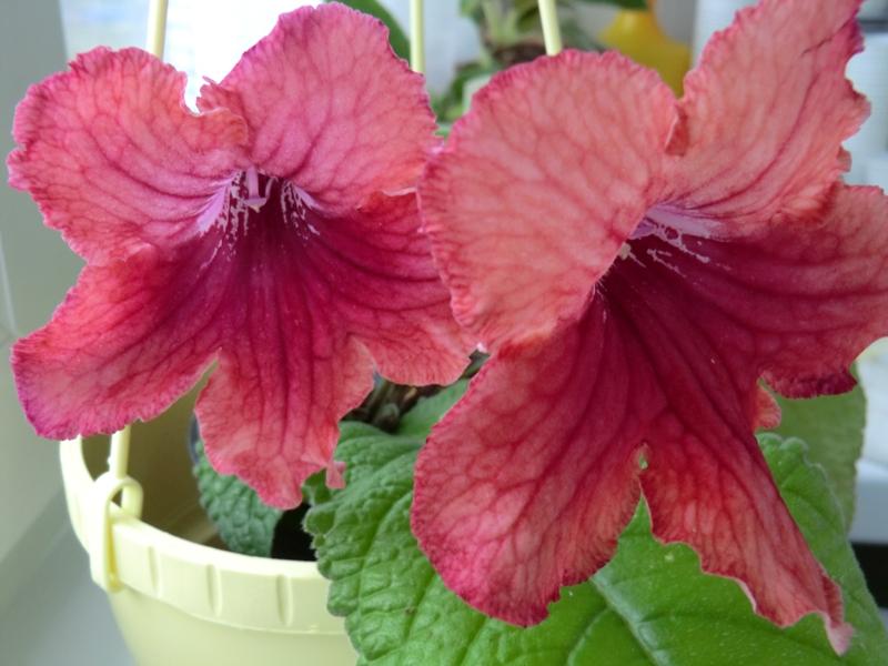 DS-Женская Логика (сентябрь 12).JPG