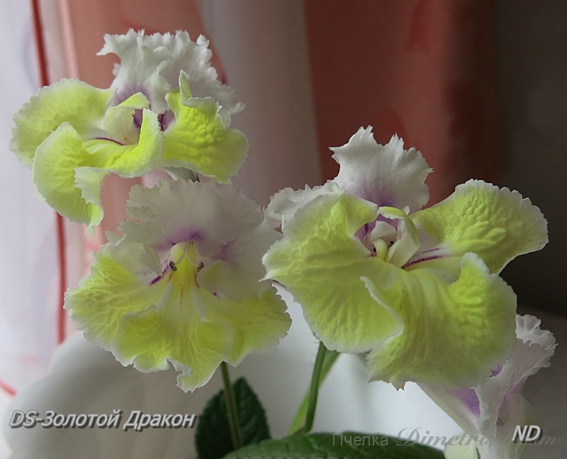 DS-Золотой Дракон.JPG