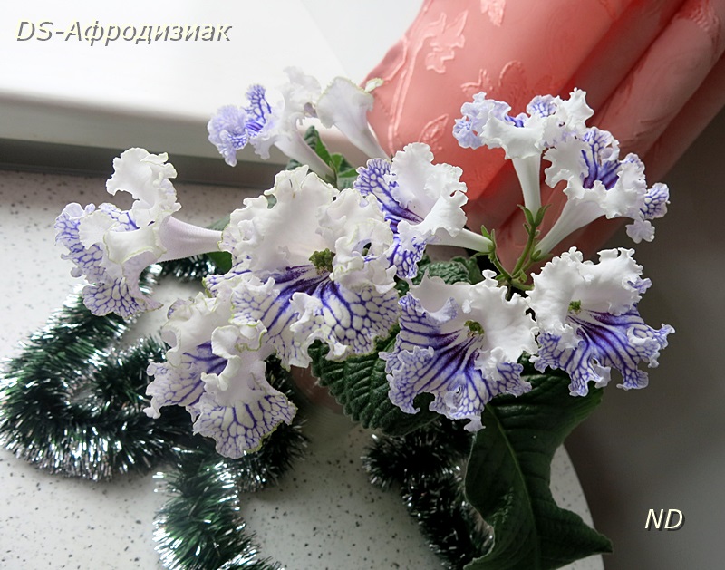 DS-Афродизиак3.JPG