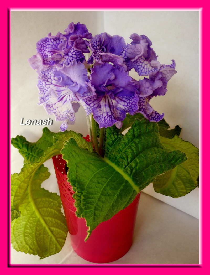 DS-ВОДОПАД (115) .JPG