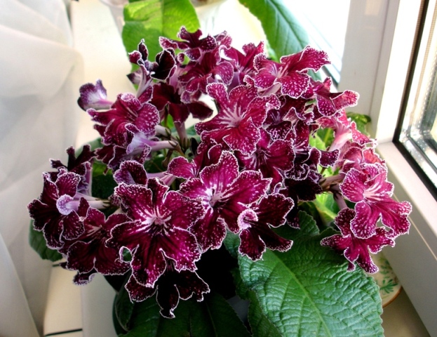 DS-Bonaventure1 .jpg