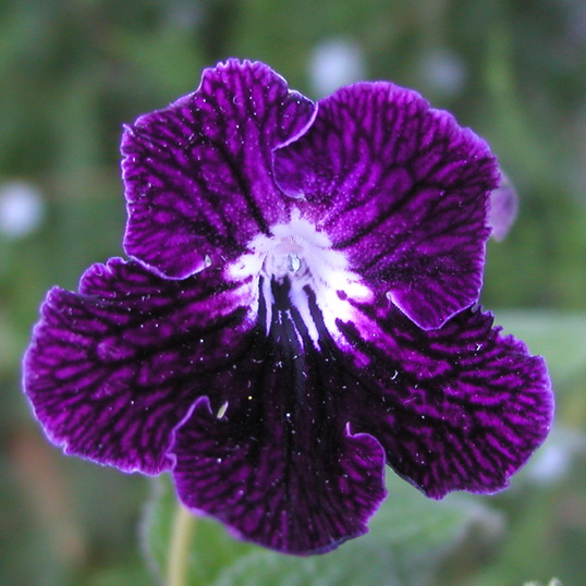 DS- Guidelines (Tompson).jpg