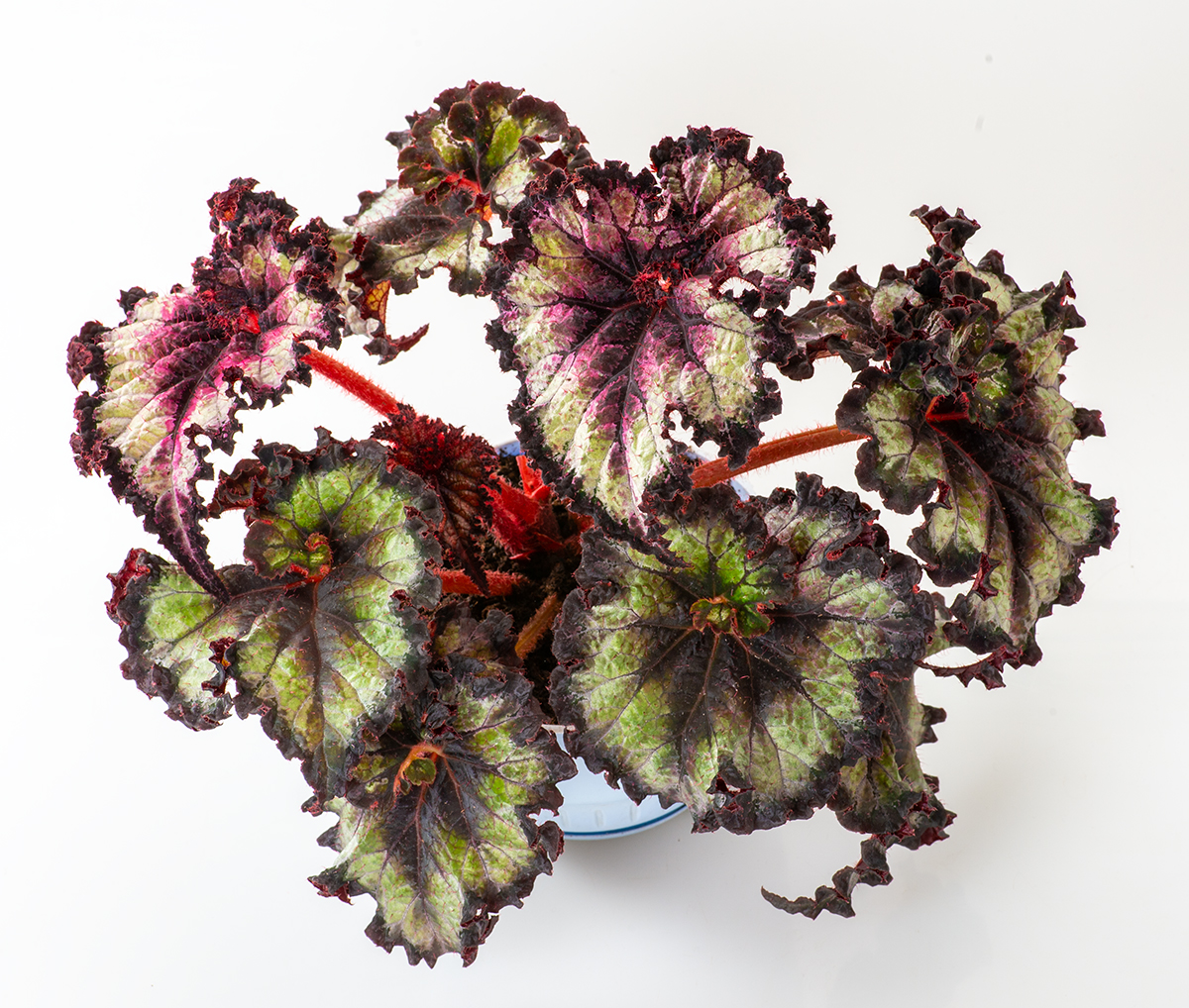 DS-Mirabilia begonia.jpg