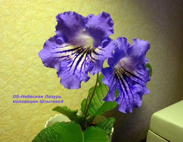 DS-nebesnaja-lazur.jpg