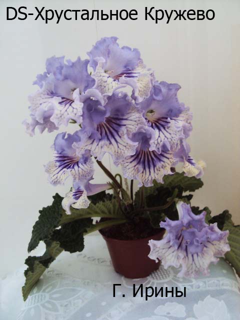 DS-Хрустальное Кружево, апрель 2014.JPG