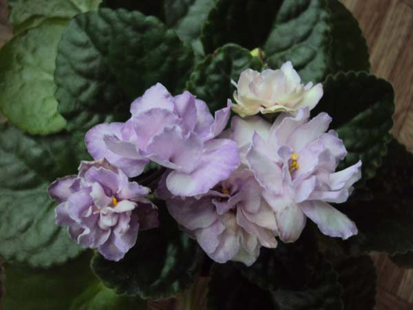 DSC01108.JPG