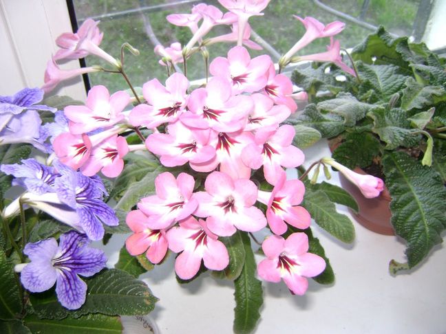 DSC01488a.jpg