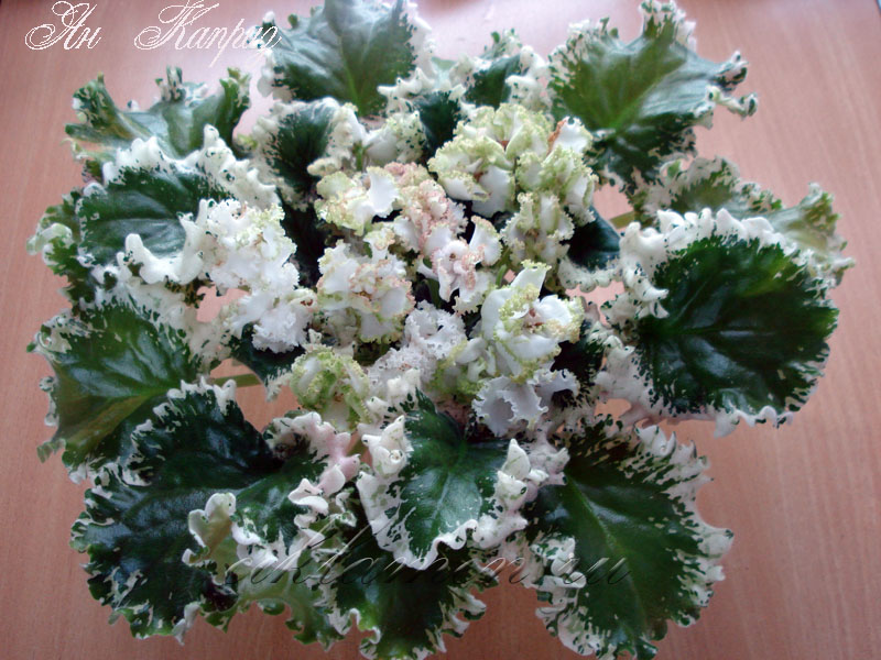DSC01509_1.jpg