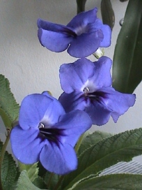 DSC01590_hf 72.jpg