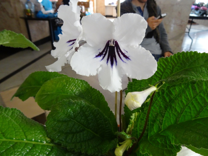 DSC01632.JPG