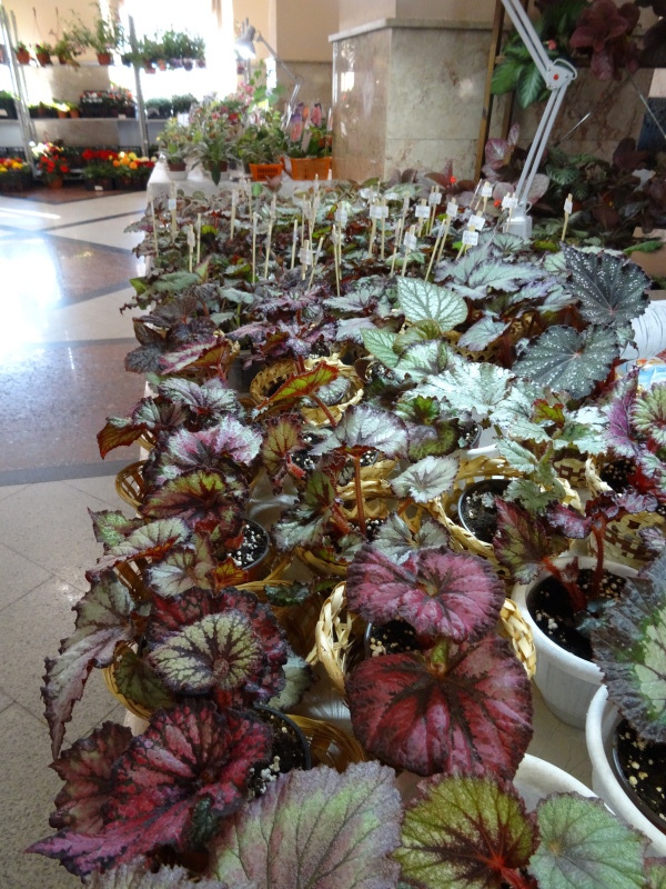 DSC01637.JPG