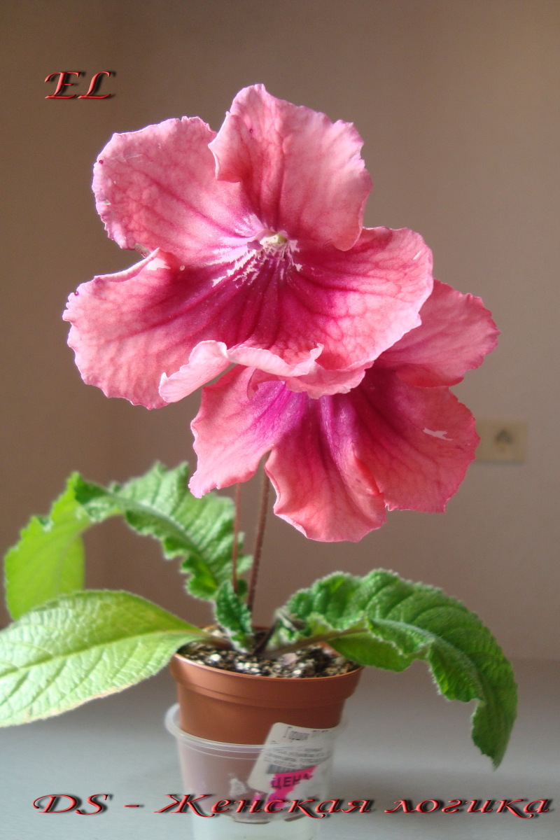 DSC03141.jpg