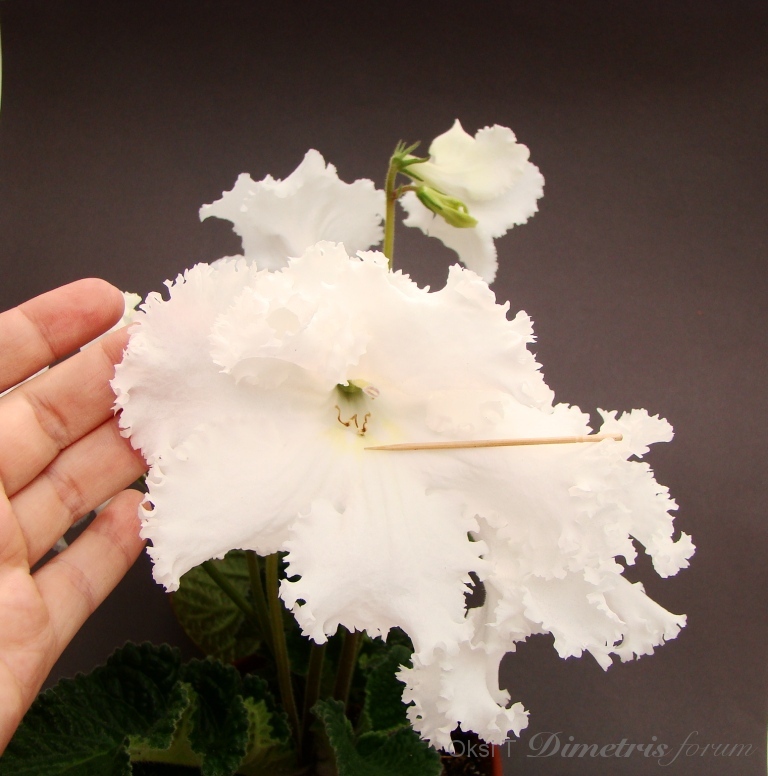 DSC03782 - копия.JPG