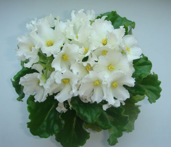 DSC05385.jpg