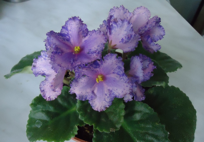 DSC05705.JPG