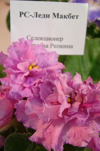 DSC06286.JPG