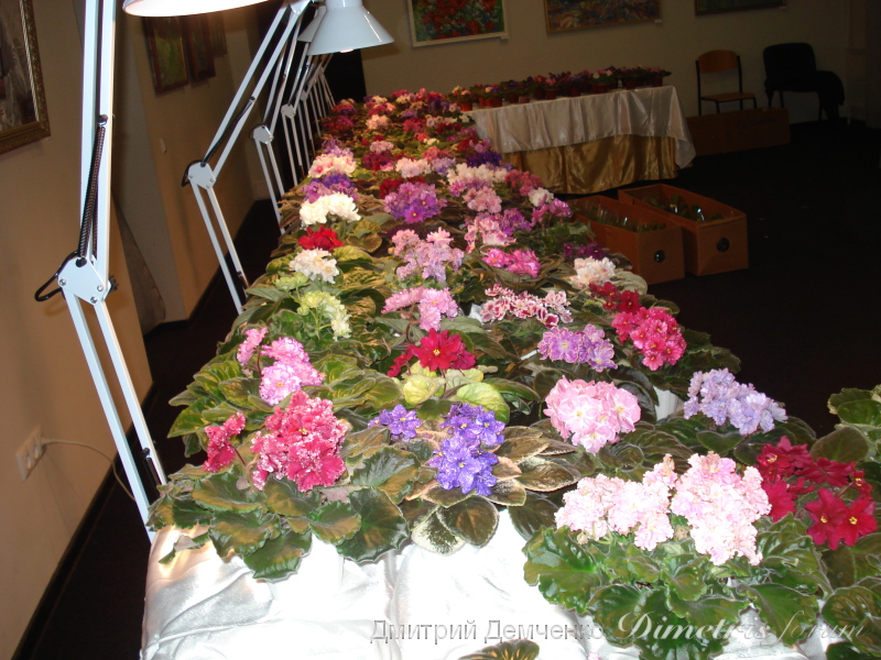 DSC06951.JPG
