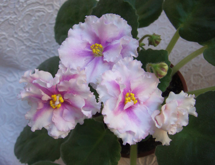 DSC08575.jpg