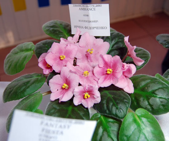 DSC_0081.jpg