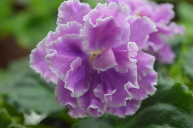 DSC_0110.JPG