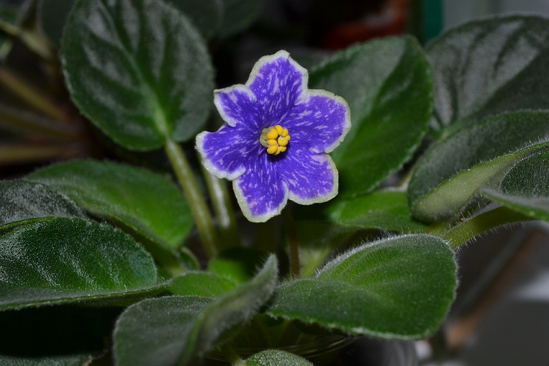 DSC_0281.JPG