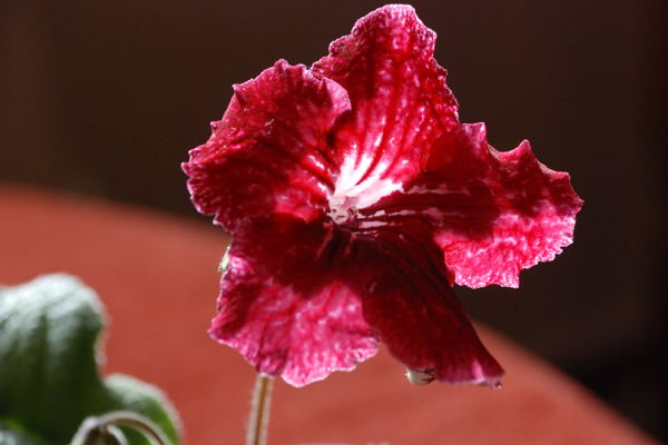 DSC_1211.jpg