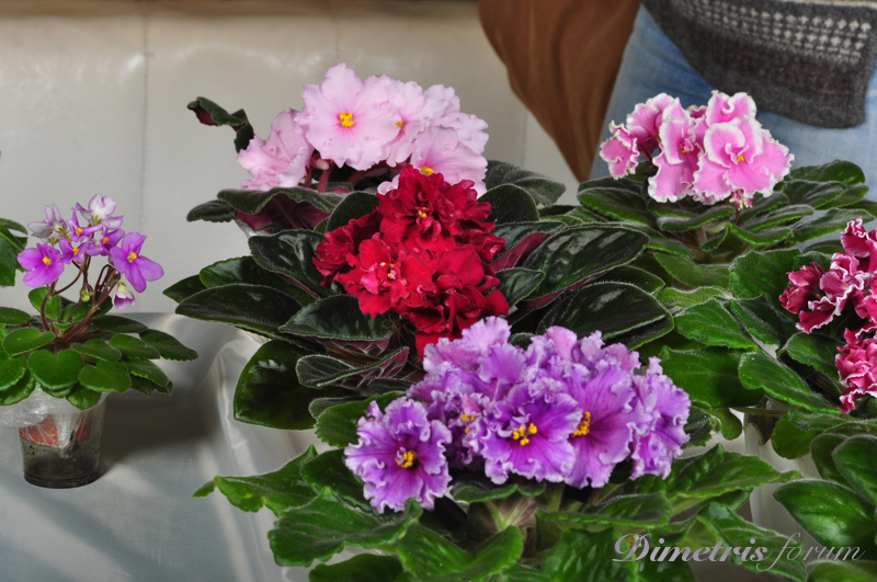 DSC_2597.jpg