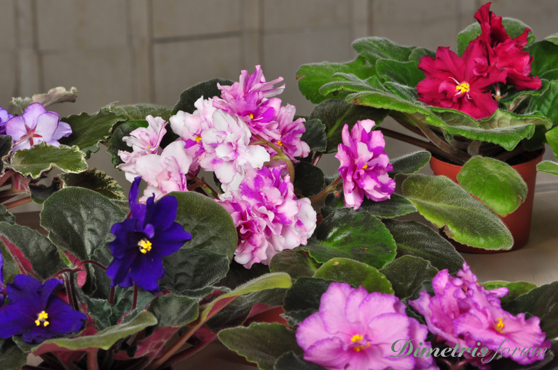 DSC_2602.jpg