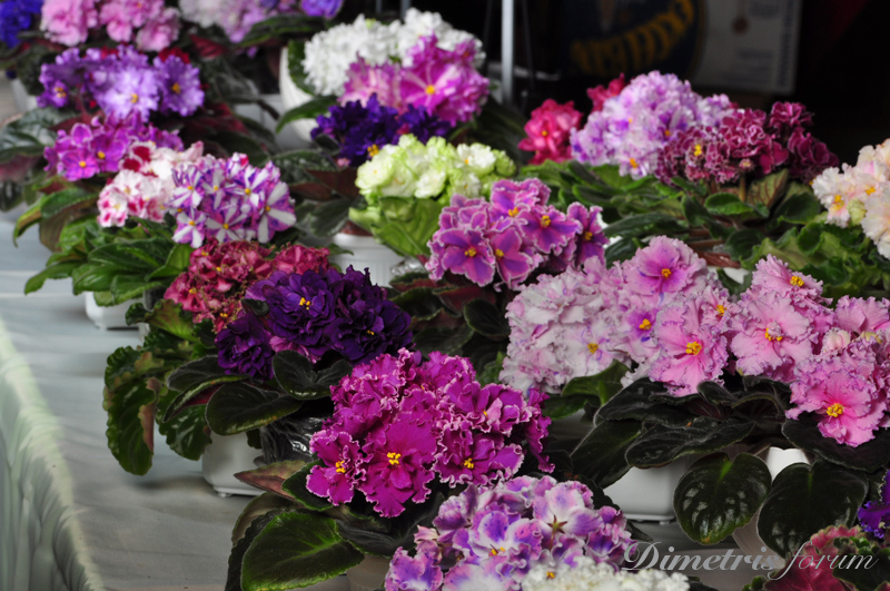 DSC_2625.jpg