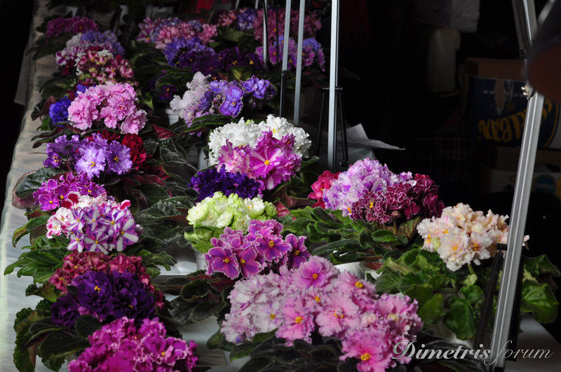 DSC_2628.jpg