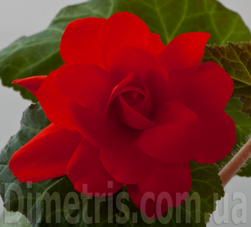 DSC_5154.jpg
