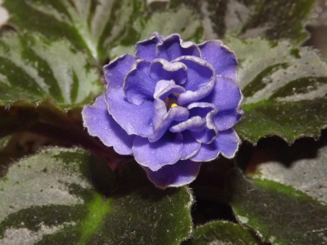 DSCF2859.jpg