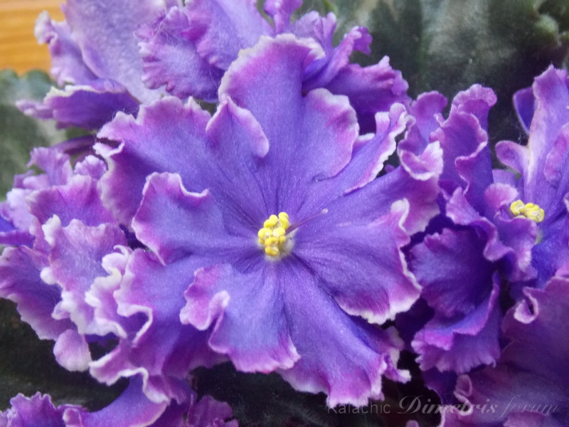 DSCN1086.jpg