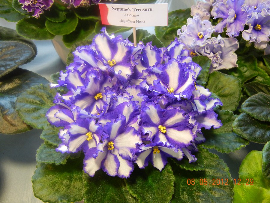 DSCN1166 (Копировать).JPG