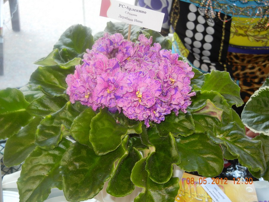 DSCN1170 (Копировать).JPG