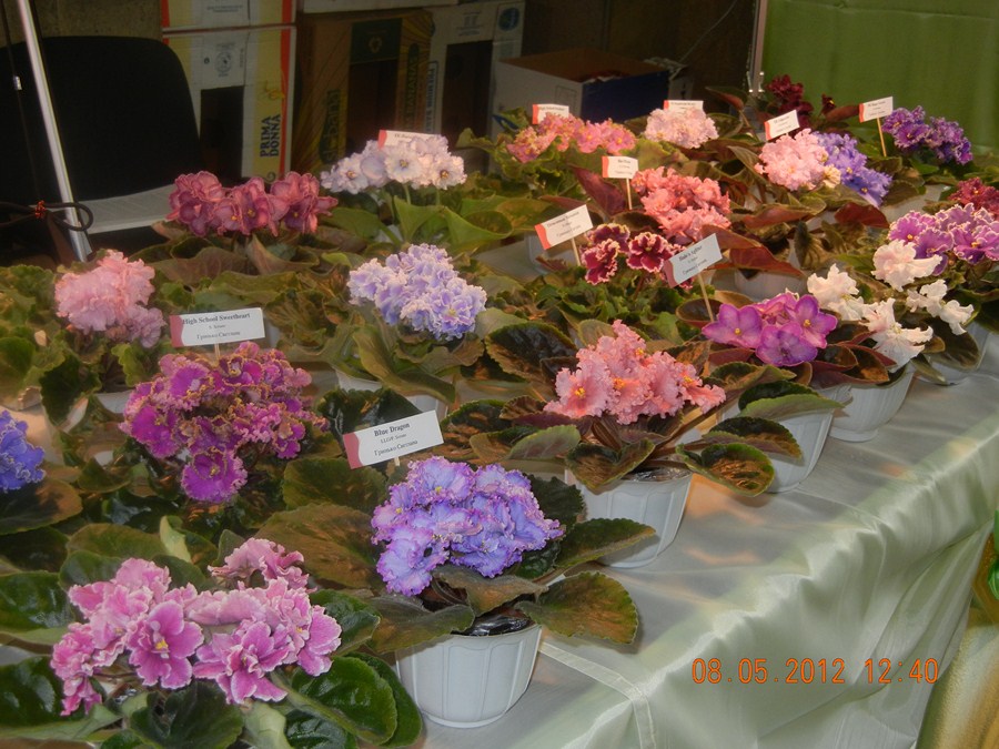 DSCN1203 (Копировать).JPG