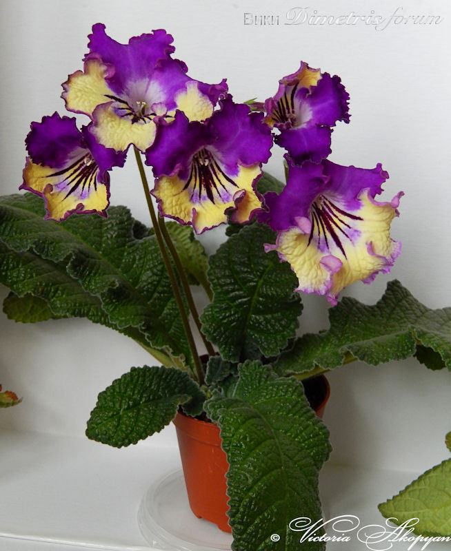 DSCN1535.JPG