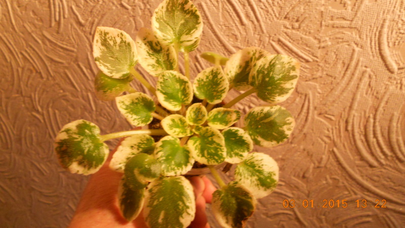 DSCN3661 оса не цвела Mac S Searing Stiger.jpg