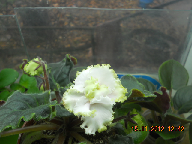 DSCN5659 Лесное кружево 1.jpg