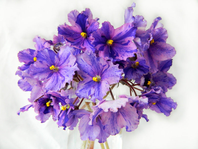 DSCN6311.jpg