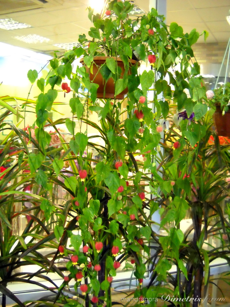 DSCN8345.jpg