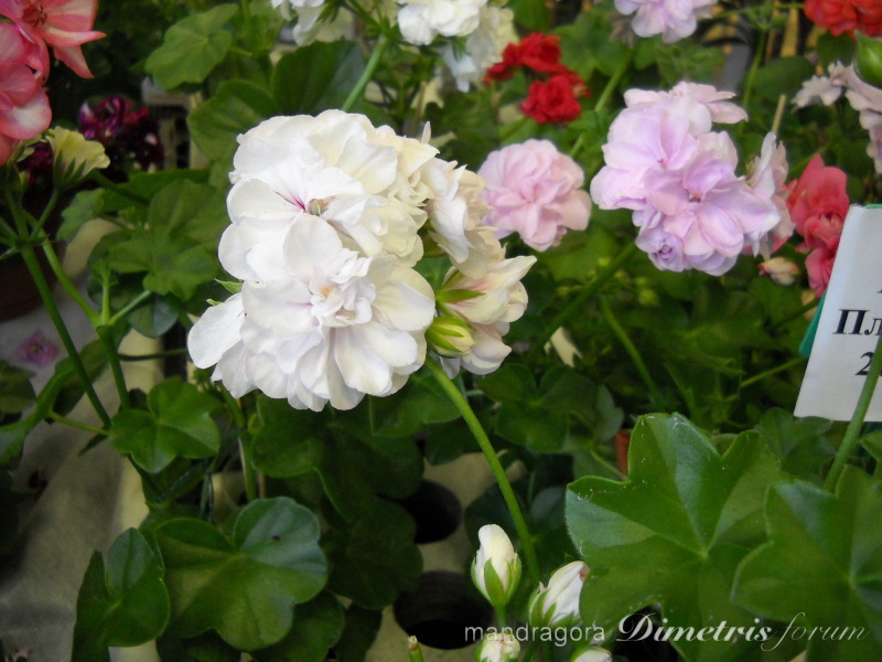 DSCN8355.jpg