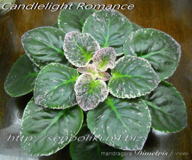 DSCN8504.jpg